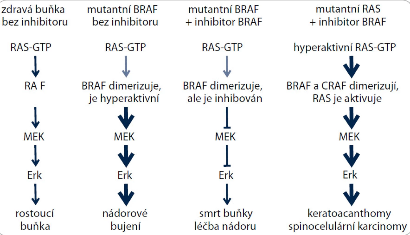 Schematické znázornění vedlejších účinků inhibitoru PLX4032 v buňkách s mutacemi v genech RAS a BRAF. Podle [30,39], upraveno.