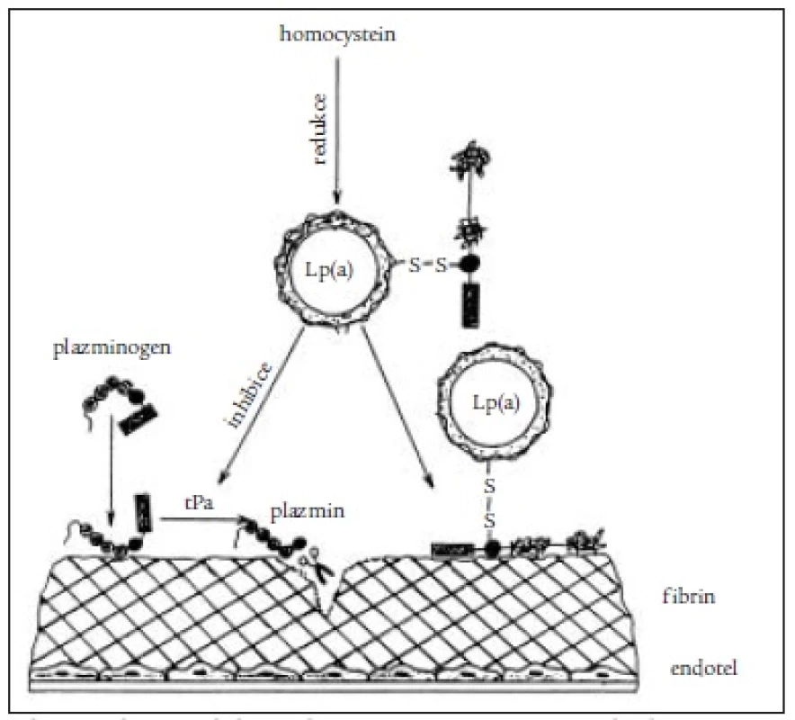 Schéma inhibice fibrinolýzy účinkem zvýšeného homocysteinu na Lp(a), který pak kompetitivně inhibuje syntézu plazminu [2].