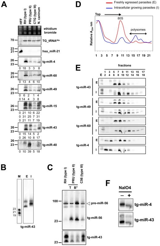 Expression patterns and characteristics of representative microRNAs in <i>Toxoplasma.</i>