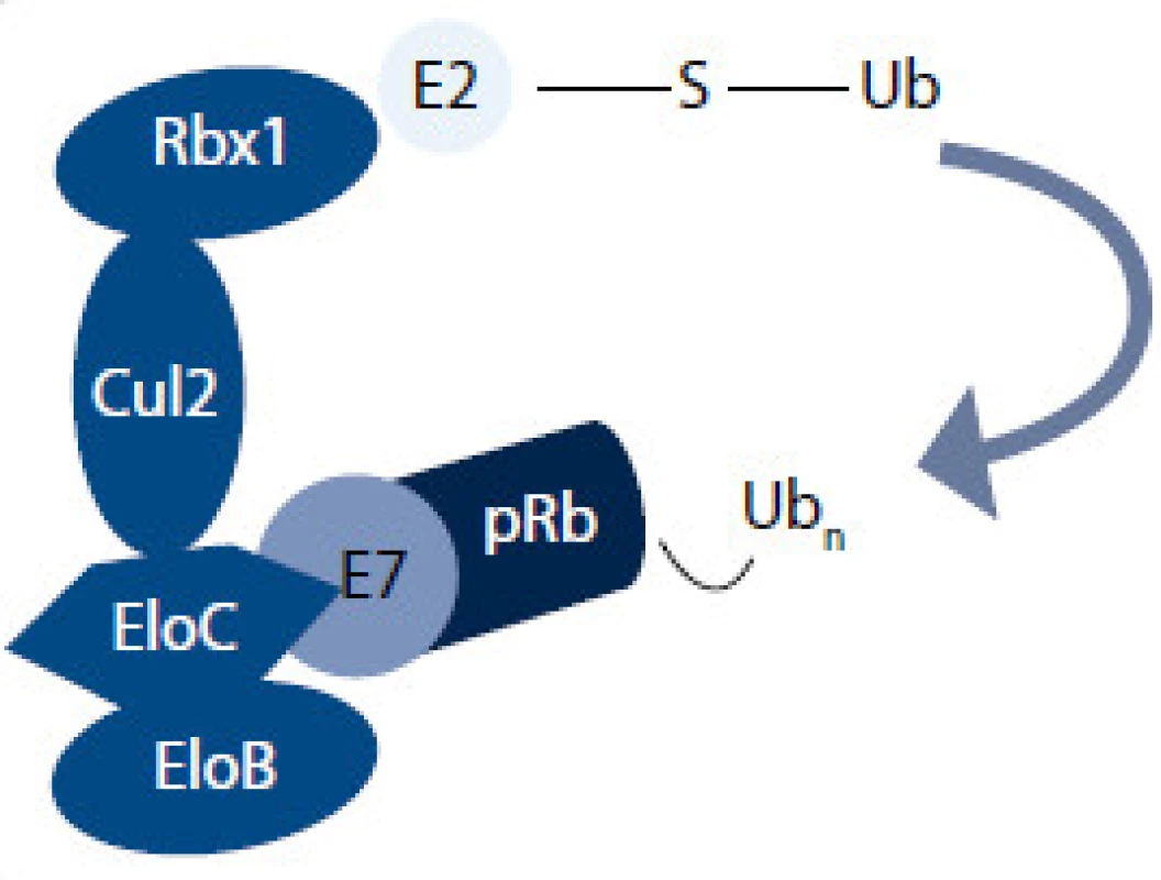 Degradačný komplex vytvorený E7 onkoproteínom [11].