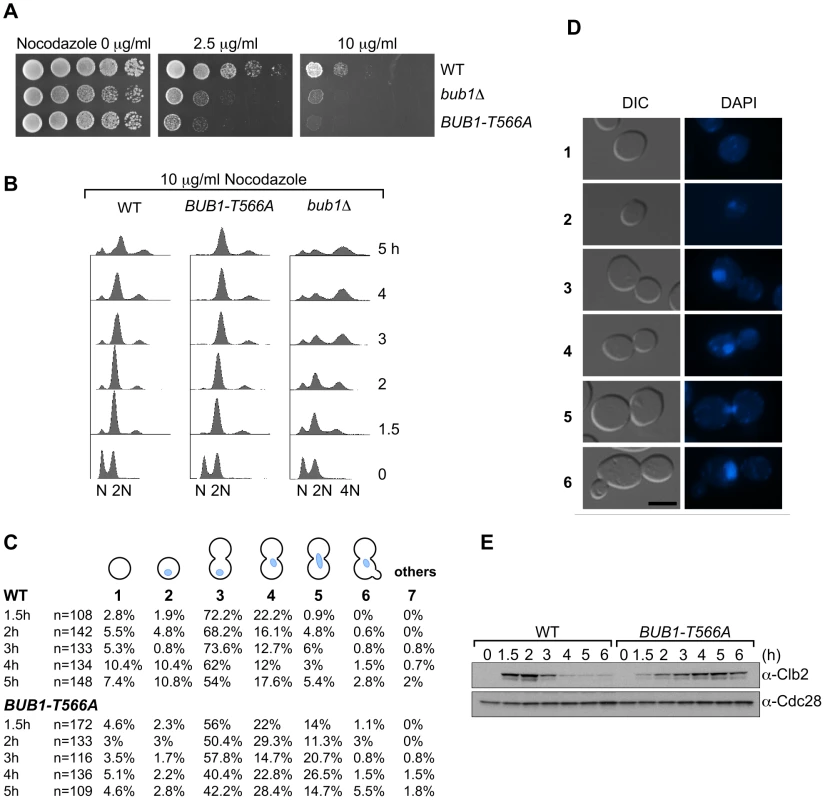 <i>BUB1-T566A</i> mutant cells are deficient in adapting to mitotic arrest induced by nocodazole treatment.