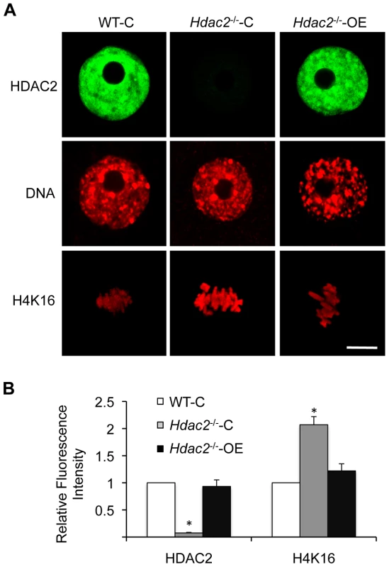 Expression of HDAC2 in <i>Hdac2</i><sup>−/−</sup> oocytes restores maturation-associated deacetylation of histone H4K16.
