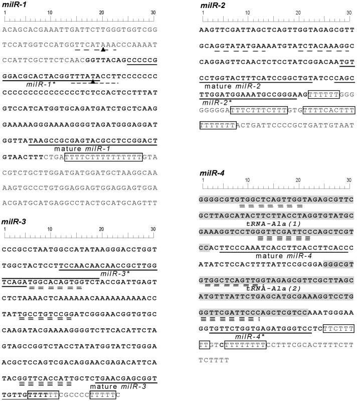 DNA sequences of <i>milR-1-4</i>.