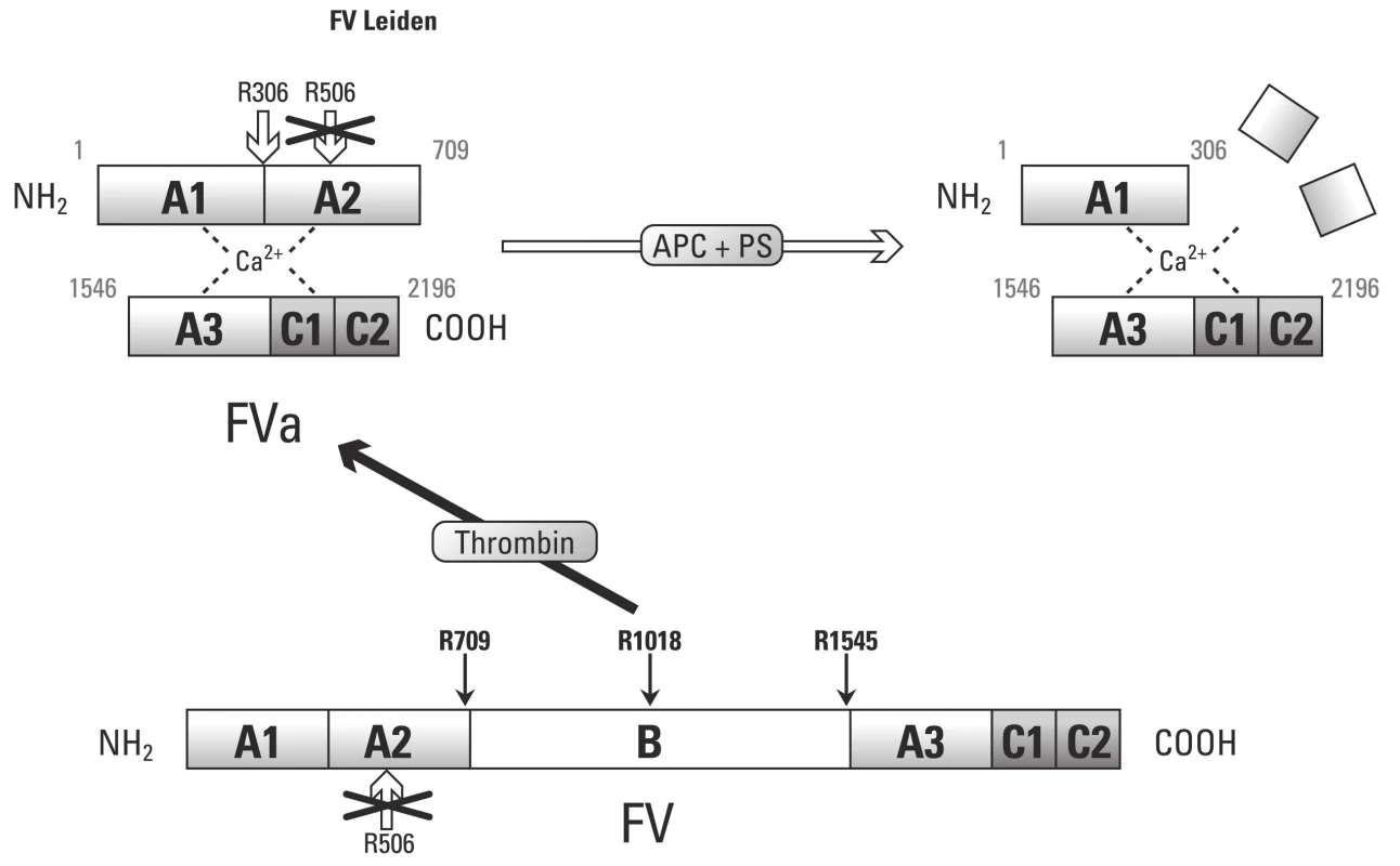 Schematické znázornění aktivace F V na prokoagulační a antikoagulační formu (převzato z práce Segers K., Dahlbäck B, Nicolaes G. Coagulation factor V and thrombophilia: Background and mechanisms).