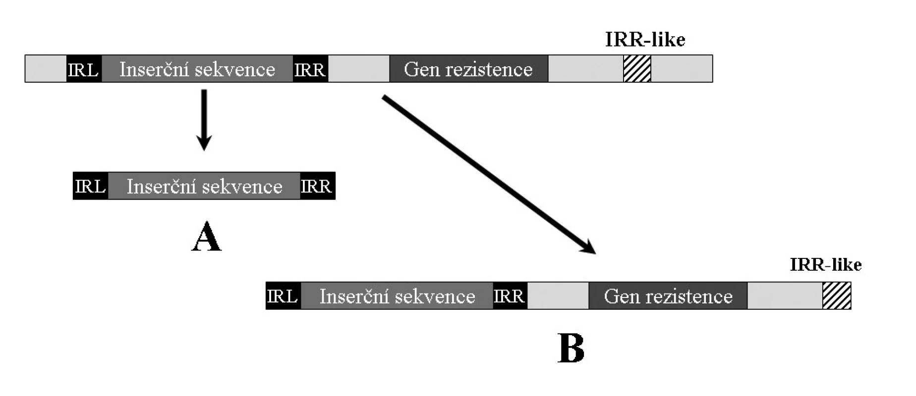 Transpozice inserční sekvence nesprávným rozpoznáním IRR podobné sekvence. IRR-like – sekvence podobná pravé
invertované repetici, IRL – invertovaná repetice levá, IRR – invertovaná repetice pravá. A – přenos pouze samotné inserční
sekvence, B – transposázou chybně rozpoznaná IRR-like místo IRR, vedoucí k přenosu celého segmentu.
&lt;b&gt;Fig. 4.&lt;/b&gt; Insertion sequence transposition due to misrecognition of an IRR-like sequence. IRR-like sequence – right inverted
repeat-like, IRL – left inverted repeat, IRR – right inverted repeat. A – transposition of the insertion sequence alone, B – an
IRR-like sequence misrecognized by transposase as the IRR sequence and subsequent transposition of the whole segment.