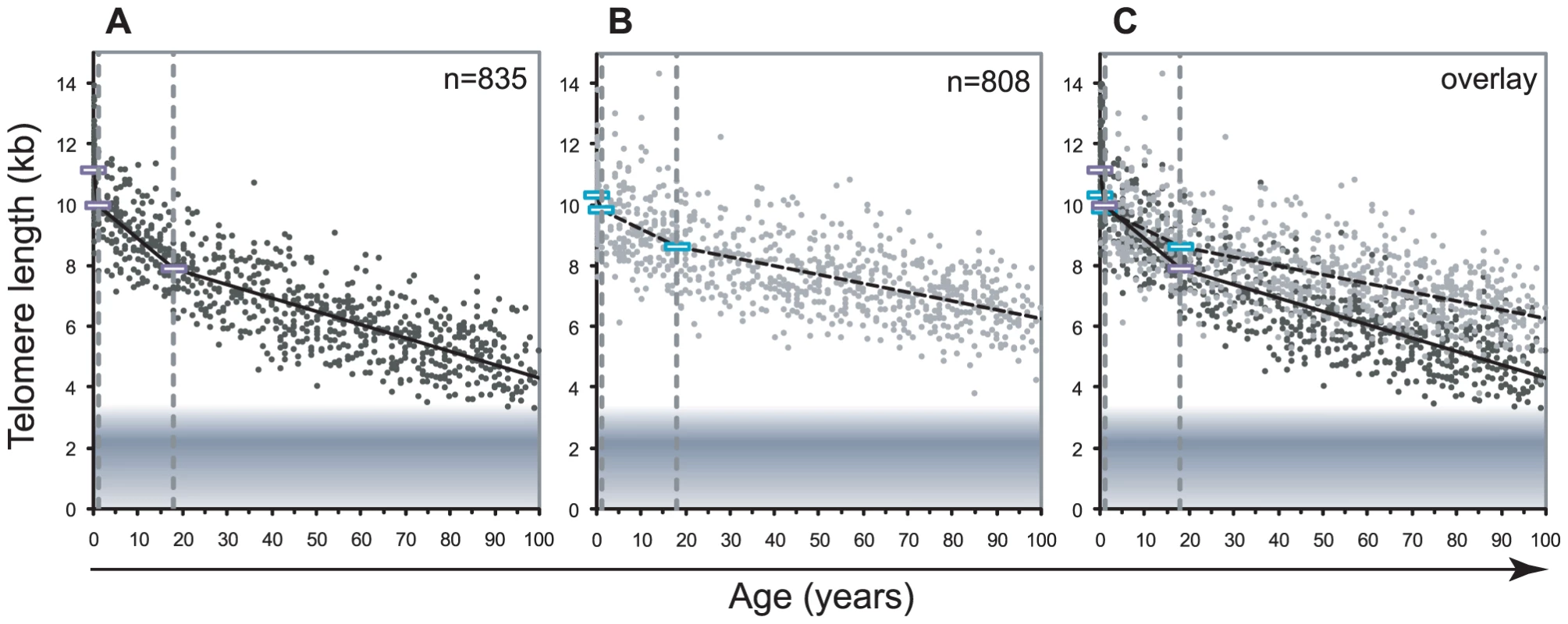 Decline in telomere length with age differs between lymphocytes and granulocytes.