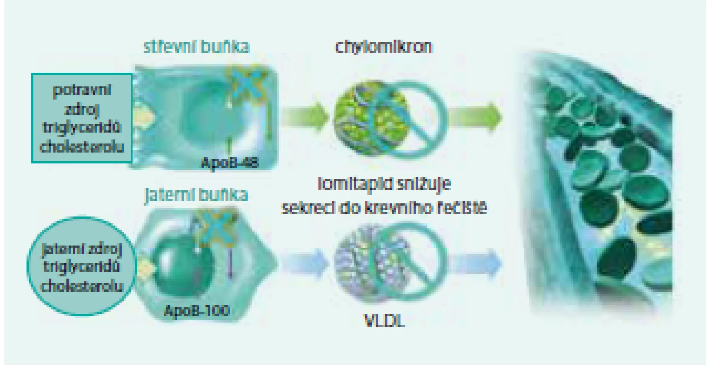 Mechanizmus účinku lomitapidu (snížení tvorby chylomikronů a snížení produkce VLDL)