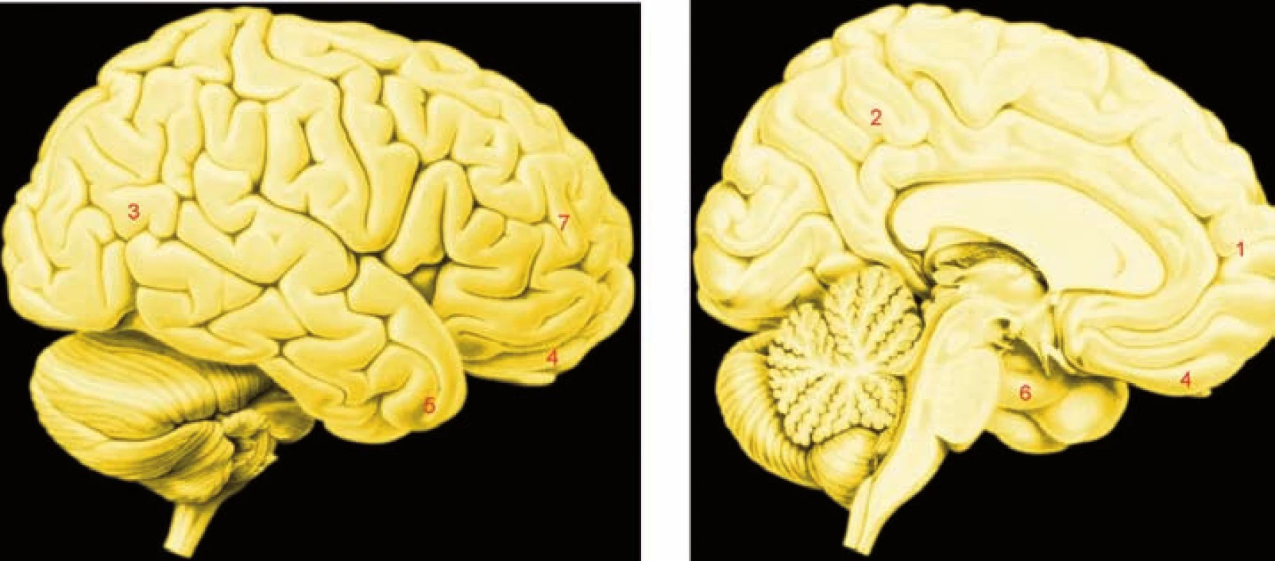 „Morální mozek“: oblasti označené čísly jsou uzly neuronálních sítí velkého rozsahu aktivovaných řešením morálních problémů