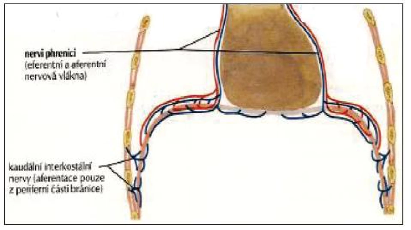 Inervace bránice prostřednictvím frenických a interkostálních nervů (Netter, 2005).