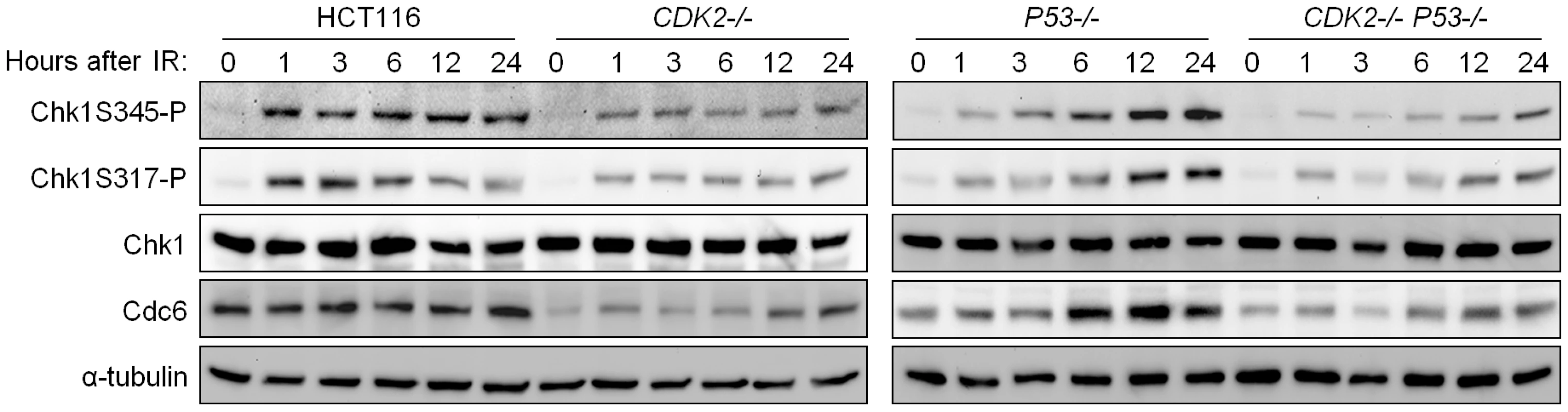 Impaired phosphorylation of Chk1 in Cdk2-deficient cells.
