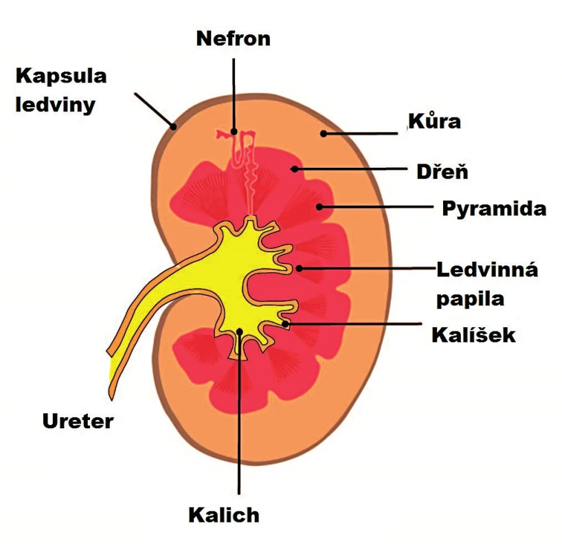 Anatomie ledviny