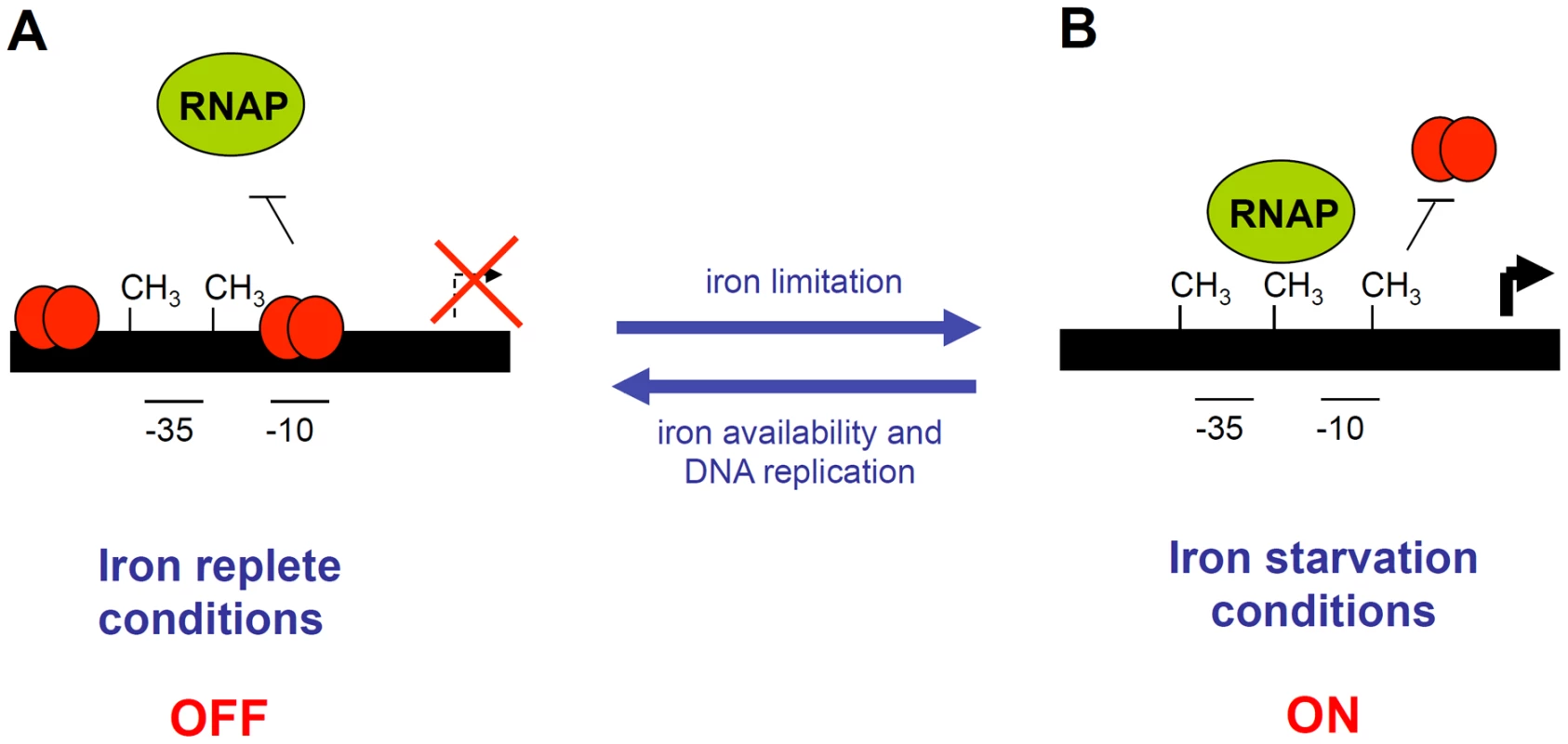 Schematic representation of the EAEC <i>sci1</i> T6SS gene cluster epigenetic switch regulatory mechanism.