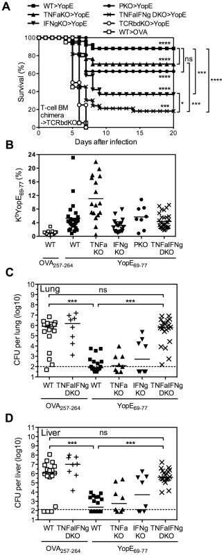 YopE<sub>69–77</sub>-specific CD8 T cells lacking the capacity to produce TNFα and IFNγ fail to protect mice and control bacterial burden.