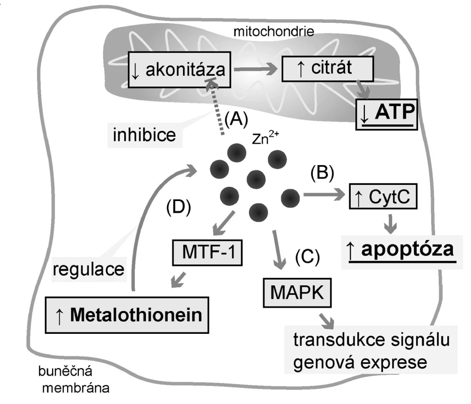 Účinky zinečnatých iontů&lt;br&gt;
Legenda:
Zinečnaté ionty způsobují akumulaci citrátu (a proto i změnu energetického metabolismu buněk)
(a) inhibicí mitochondriální akonitázy přeměňující citrát na izocitrát. Prostatické buňky tak produkují výrazně méně ATP;
(b) Zn&lt;sup&gt;2+&lt;/sup&gt; působí proapoptoticky zvýšením uvolňování cytochromu C (CytC) z mitochondrií;
(c) Zn&lt;sup&gt;2+&lt;/sup&gt; funguje jako signální molekula a ovlivňuje tak zejména genovou expresi působením na mitogen-aktivované proteinové kinázy (MAPK);
(d) Zn&lt;sup&gt;2+&lt;/sup&gt; indukuje expresi metalothioneinu (MT) prostřednictvím jeho regulačního proteinu Metal-regulatory transcription factor-1 (MTF-1), čímž MT ovlivňuje intracelulární hladinu volných Zn&lt;sup&gt;2+&lt;/sup&gt;.