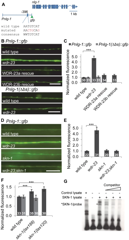 <i>nlg-1</i> transcription is regulated by neuronal SKN-1.