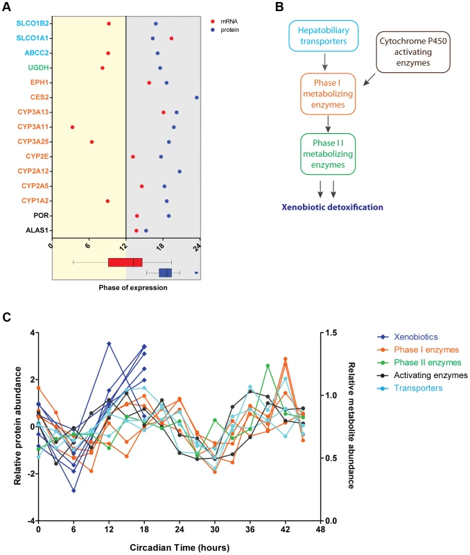 Circadian regulation of metabolism of xenobiotics is large shaped post-transcriptionally.