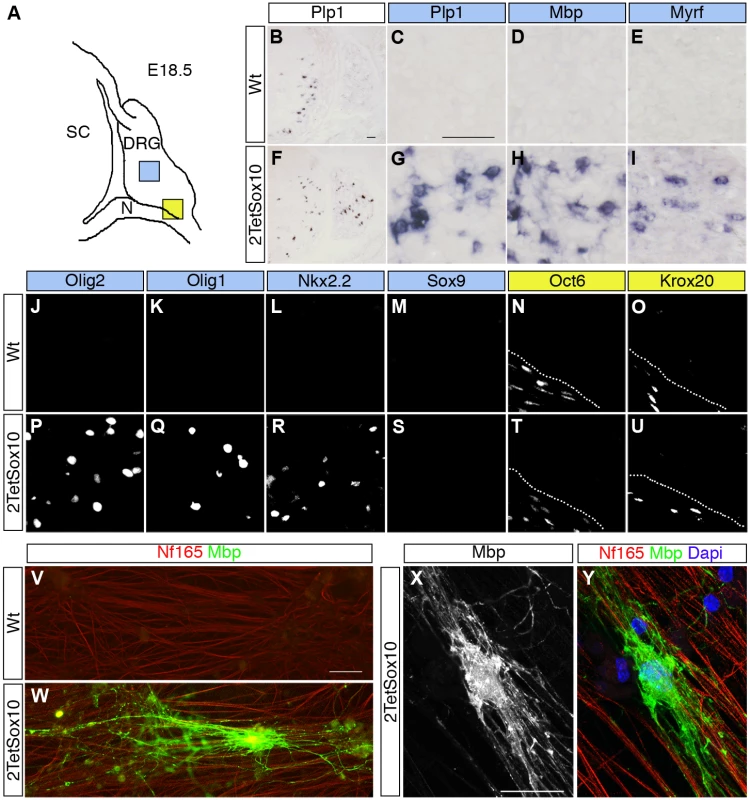 Sox10 overexpression in DRG leads to appearance of oligodendrocyte-like cells.