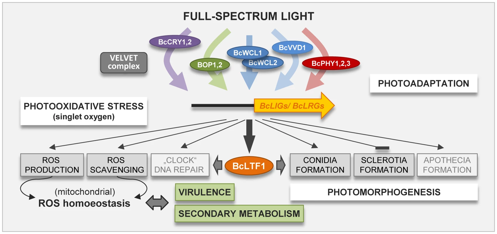 Photoresponses in <i>B. cinerea</i> are modulated by the light-responsive transcription factor BcLTF1.