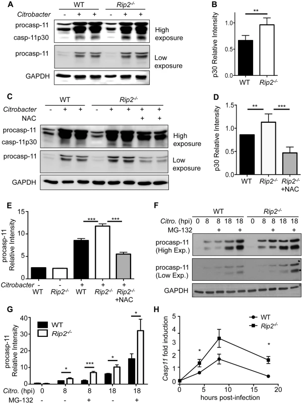 RIP2 regulates the caspase-11 non-canonical inflammasome.