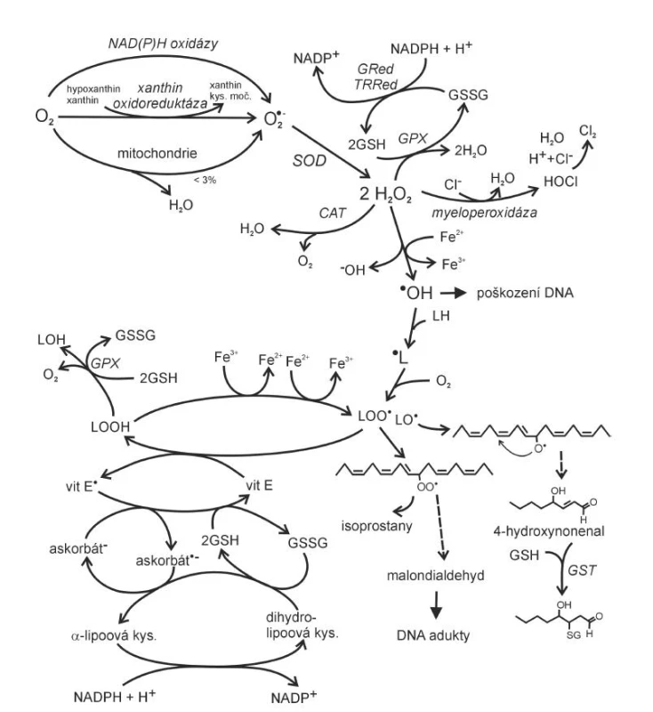 Vznik reaktivních forem kyslíku v lidském organismu a jejich další osud (dle 6, 19)
vit – vitamin, GSH – glutathion, GSSG – glutathion disulfid, GPx – glutahion peroxidáza, GRed – glutathion reduktáza, GST – glutathion S-transferáza, TRRed – thioredoxin reduktáza, CAT – kataláza, LH – mastná kyselina, SOD – superoxid dismutáza