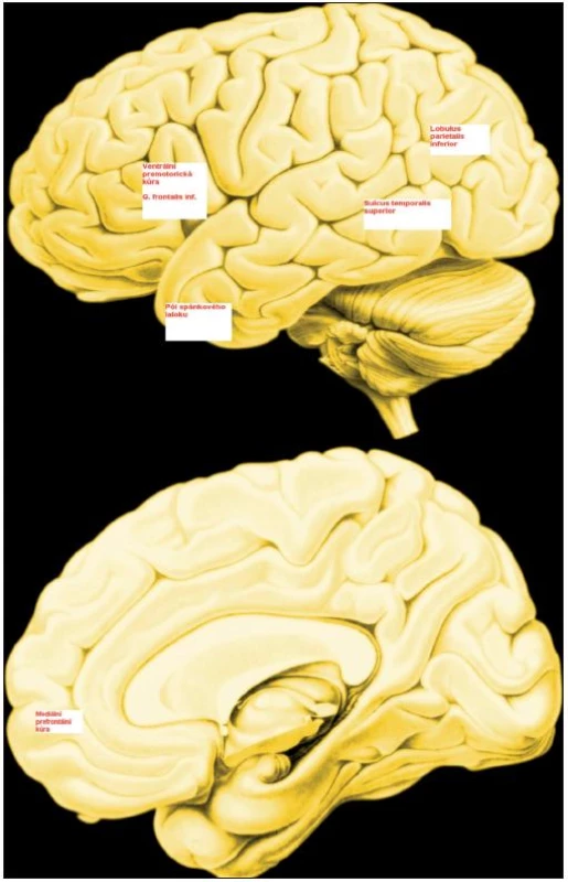 Systém zrcadlových neuronů
Ventrální premotorická kůra, kůra g. frontalis inferior a pars rostralis inf. lobuli parietalis inferioris jsou klíčové složky lidského systému zrcadlových neuronů.
Mediální prefrontální kůra, oblast sulcus temporalis superior a kůra temporálního pólu se aktivuje v průběhu mentalizace