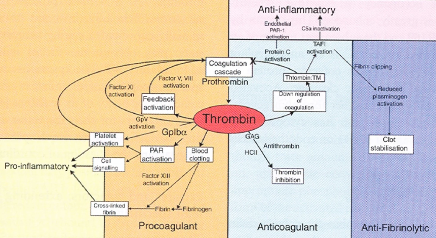 Centrální role trombinu v hemostáze (převzato z J Thromb Haemost, Crawley J., The central role of thrombin in hemostasis (1))
Prokoagulační, antikoagulační, prozánětlivé, protizánětlivé a anti-fibrinolytické působení trombinu.
(PAR – proteázou aktivovaný receptor, TM – trombomodulin, GAG - glykosaminoglykany, TAFI – trombinem aktivovatelný inhibitor fibrinolýzy, Gp – destičkový povrchový glykoproteinový receptor, HCII – heparin kofaktor II, C5a – složka komplementu)