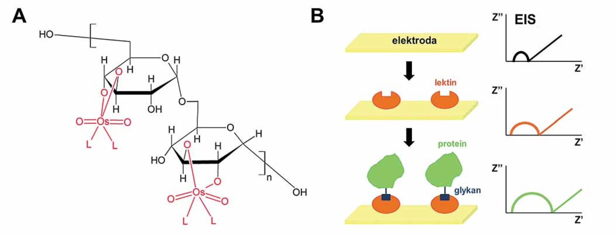 Elektrochemická analýza cukerné složky pro detekci glykoproteinů.
A. Modifikace oligosacharidů a polysacharidů pomocí komplexů šestimocného osmia a dusíkatého ligandu, Os(VI)L. B. Konstrukce lektinového biosenzoru pro detekci glykoproteinů pomocí elektrochemické impedanční spektroskopie (EIS). Velikost půlkruhu je úměrná odporu přenosu elektronů (a naopak nepřímo úměrná propustnosti vrstvy), a tudíž zvýšení odporu signalizuje přítomnost cílové bílkoviny.