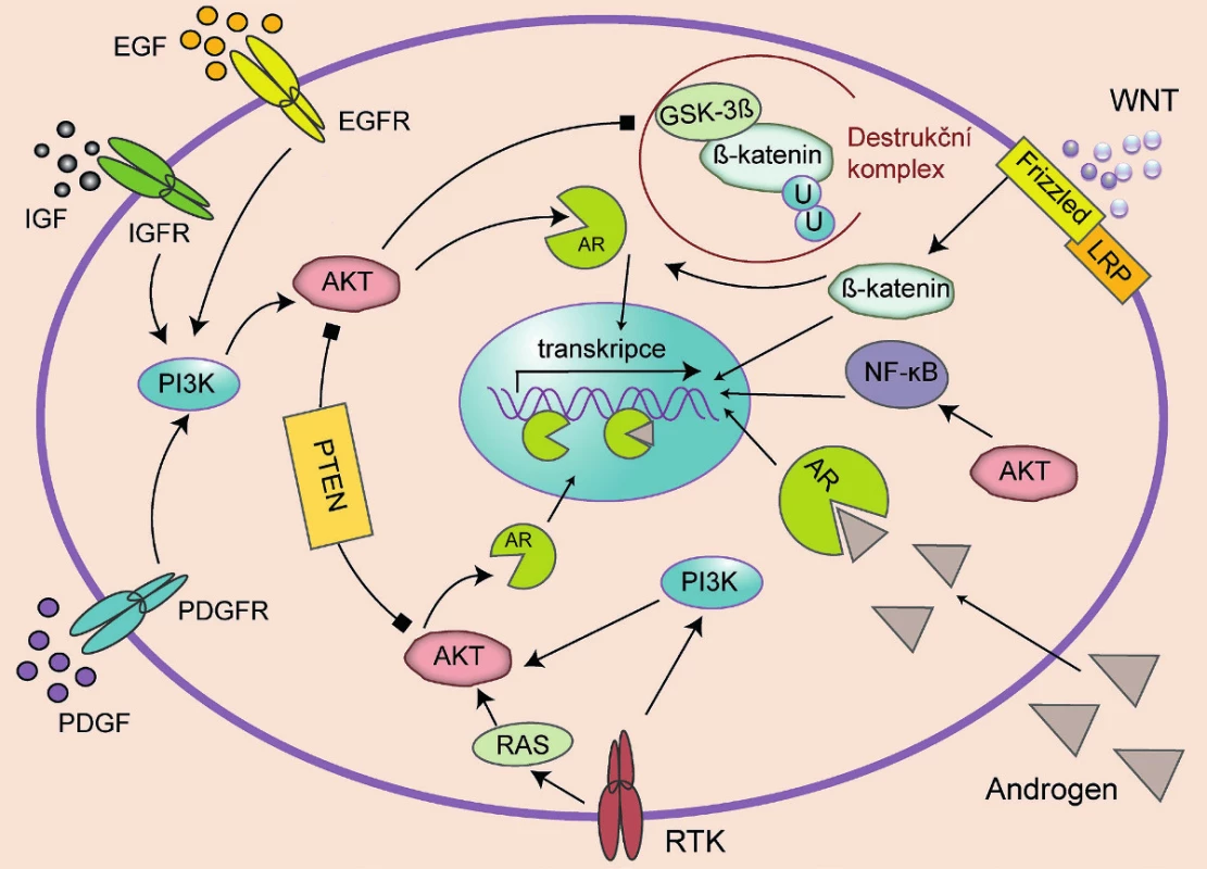 Signální dráhy vedoucí k proliferaci prostatických buněk 
Signály vedoucí k proliferaci prostatických buněk mohou vyžadovat funkční receptor androgenů (AR), viz dráha RTK (receptorové tyrosin kinázy)/RAS protein/AKT (proteinkináza B)/AR či PI3K/AKT, nebo mohou být na AR nezávislé, viz dráha AKT/NF-kB či WNT/b-katenin. Šipka znamená aktivační mechanismus, ukončení čtverečkem značí inhibiční mechanismus.
