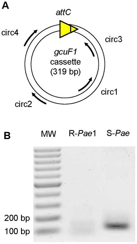 <i>gcuF1</i> gene cassette exists in free circular form.