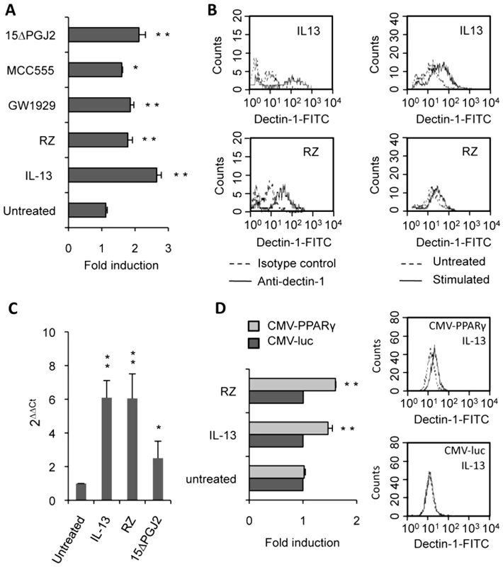 Dectin-1 expression depends on PPARγ activation by IL-13 or PPARγ-specific ligands.