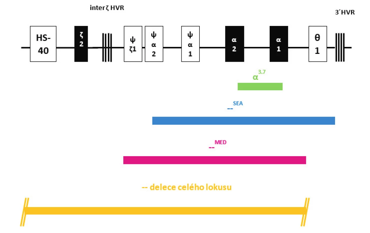Struktura HBA lokusu na chromozomu 16 s označením jednotlivých delecí (deletovaných oblastí) zjištěných v našem souboru dětských pacientů s α-talasémií.
Fig. 2. Structure of HBA locus on chromosome 16 with marked deletions (deleted regions) detected in our group of pediatric patients with α-thalassemia.