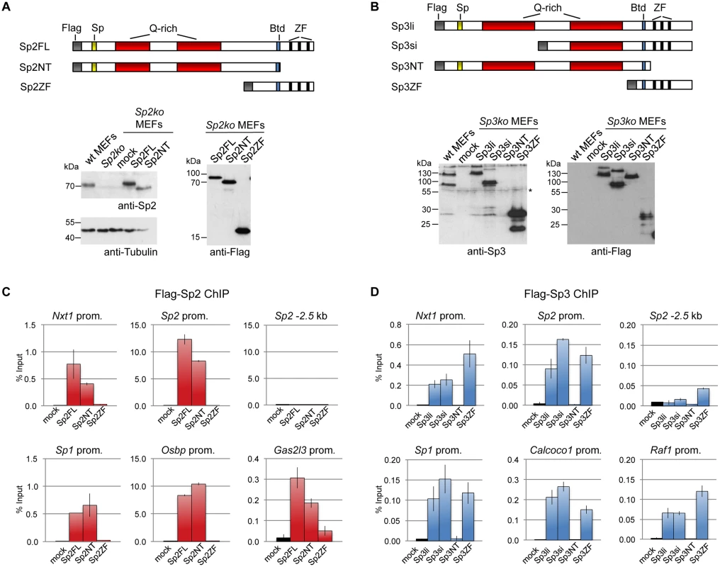 Different domains mediate recruitment of Sp2 and Sp3 to promoters <i>in vivo</i>.
