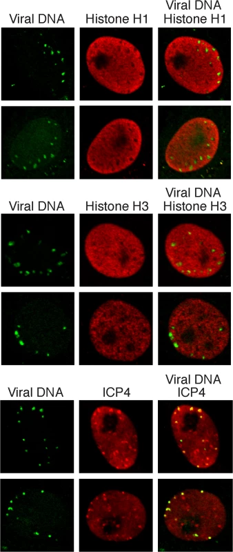 Histones H1 and H3 do not colocalize with incoming HSV genomes.