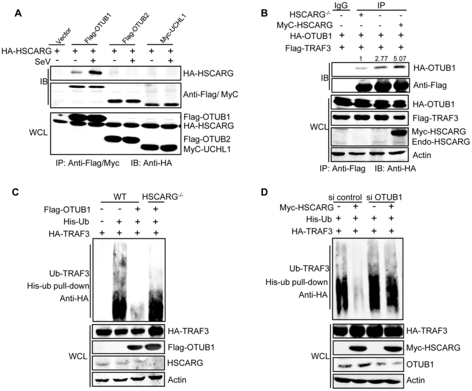 HSCARG and OTUB1 cooperatively inhibit TRAF3 ubiquitination.