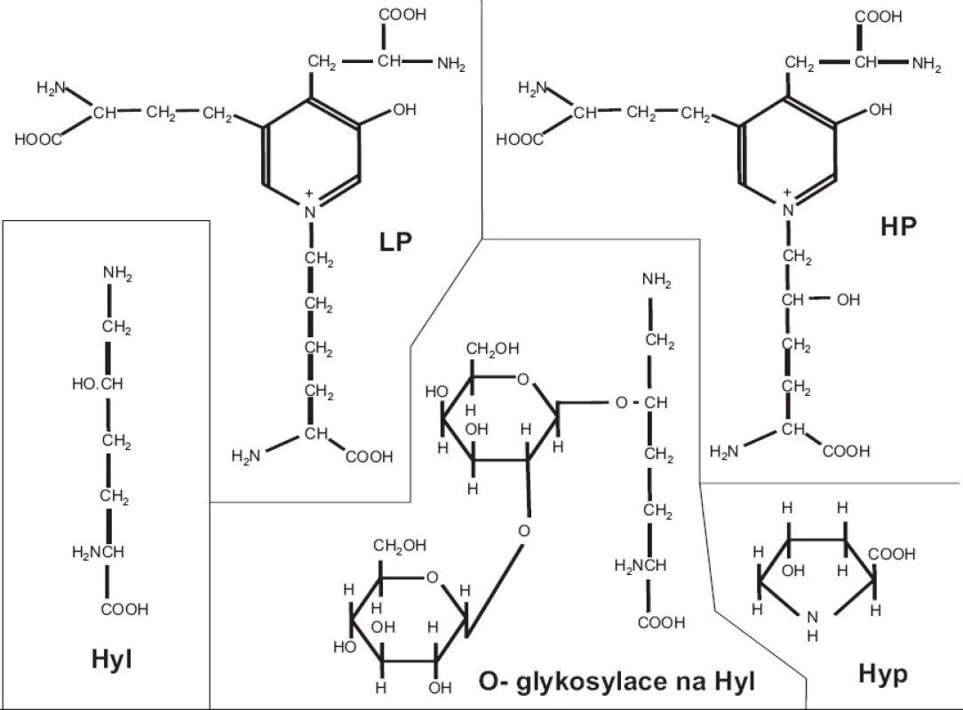 Stavební elementy víceméně nebo výhradně specifické pro kolagen: hydroxyprolin (Hyp), hydroxylysin (Hyl), O-glykosylace na hydroxylysinu, příčné vazby hydroxylysylpyridinolin (HP) a lysylpyridinolin (LP).