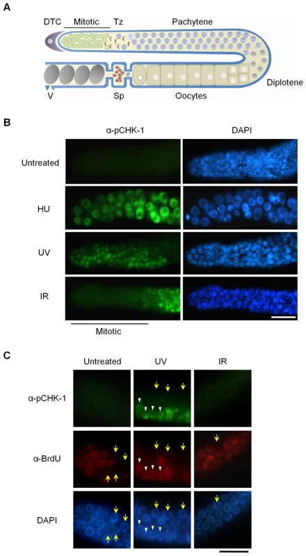 CHK-1 phosphorylation in <i>C. elegans</i> germ cells after DNA replication inhibition or DNA damage.