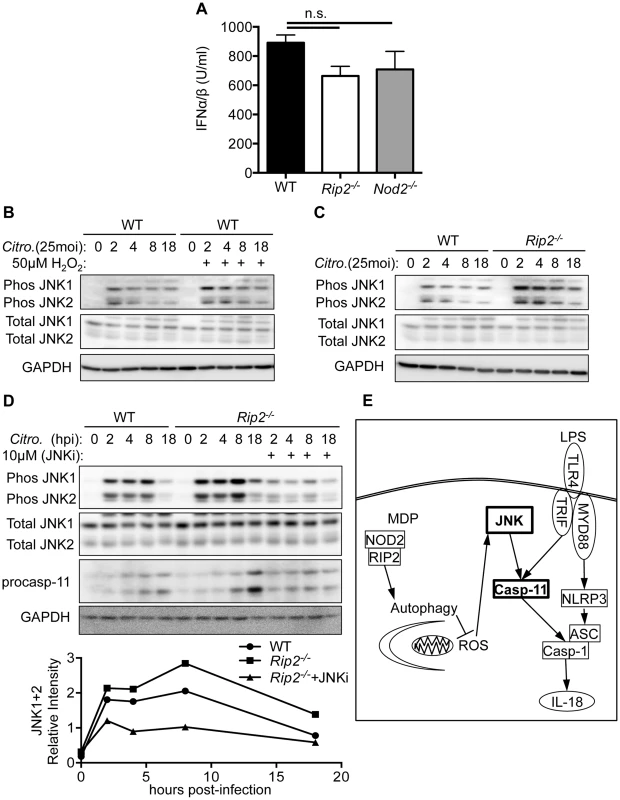 RIP2 regulates caspases-11 expression through a ROS-JNK pathway.