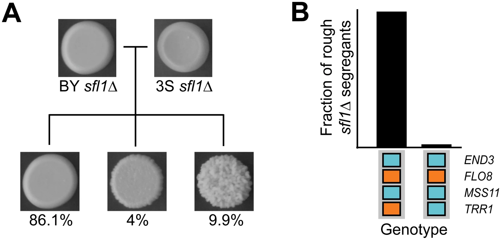 Deletion of <i>SFL1</i> reveals interacting cryptic variants.