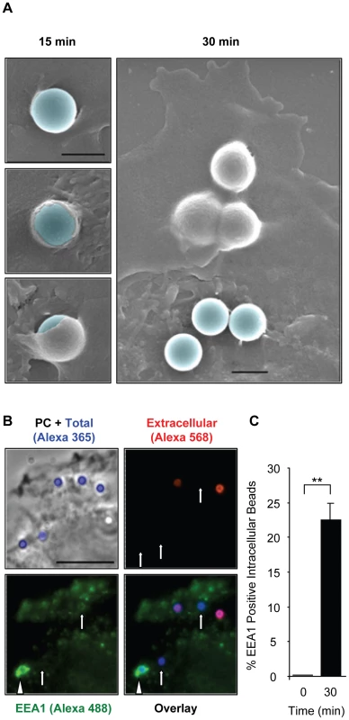 LLO-coated beads are internalized into EEA1 positive endosomes.