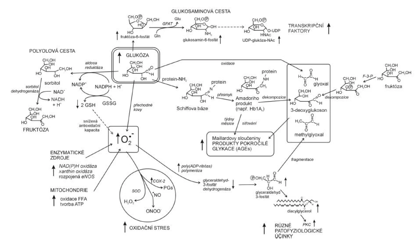 Oxidační stres a hyperglykémie v patofyziologii diabetu (dle 26)
COX-2 – izoforma 2 cyklooxygenázy, SOD – superoxid dismutáza, PKC – proteinkináza C, F-3-P – fruktóa 3-fosfatáza, GFAT – glutamin: fruktóza 6-fosfát aminotransferáza, Gln – glutamin, Glu – glutamát, PGs – prostaglandiny
