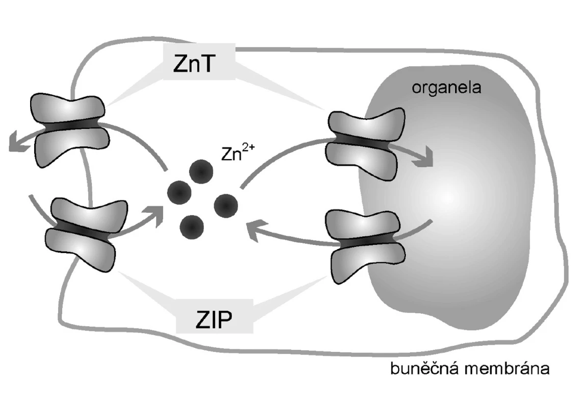 Zinkové transportéry&lt;br&gt;
Legenda:
Přenašeče ZIP zodpovídají za transport Zn&lt;sup&gt;2+&lt;/sup&gt; do cytoplazmy z extracelulárního prostředí a z organel. Naopak přenašeče ZnT jsou zodpovědné za transport ven z cytoplazmy, tedy do organel a do extracelulárního prostředí.
