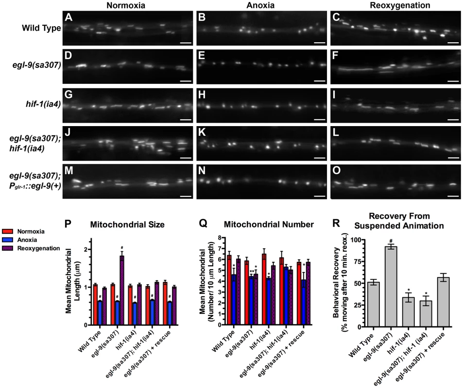 The hypoxia response pathway regulates mitochondrial hyperfusion upon anoxia recovery.