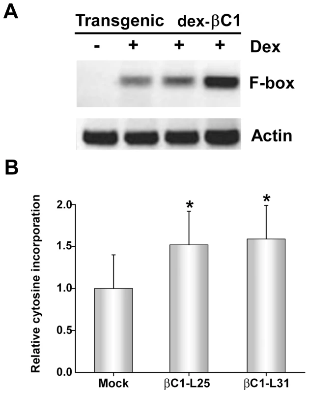 Transgenic expression of βC1 inhibits methylation and suppresses epigenetic TGS.