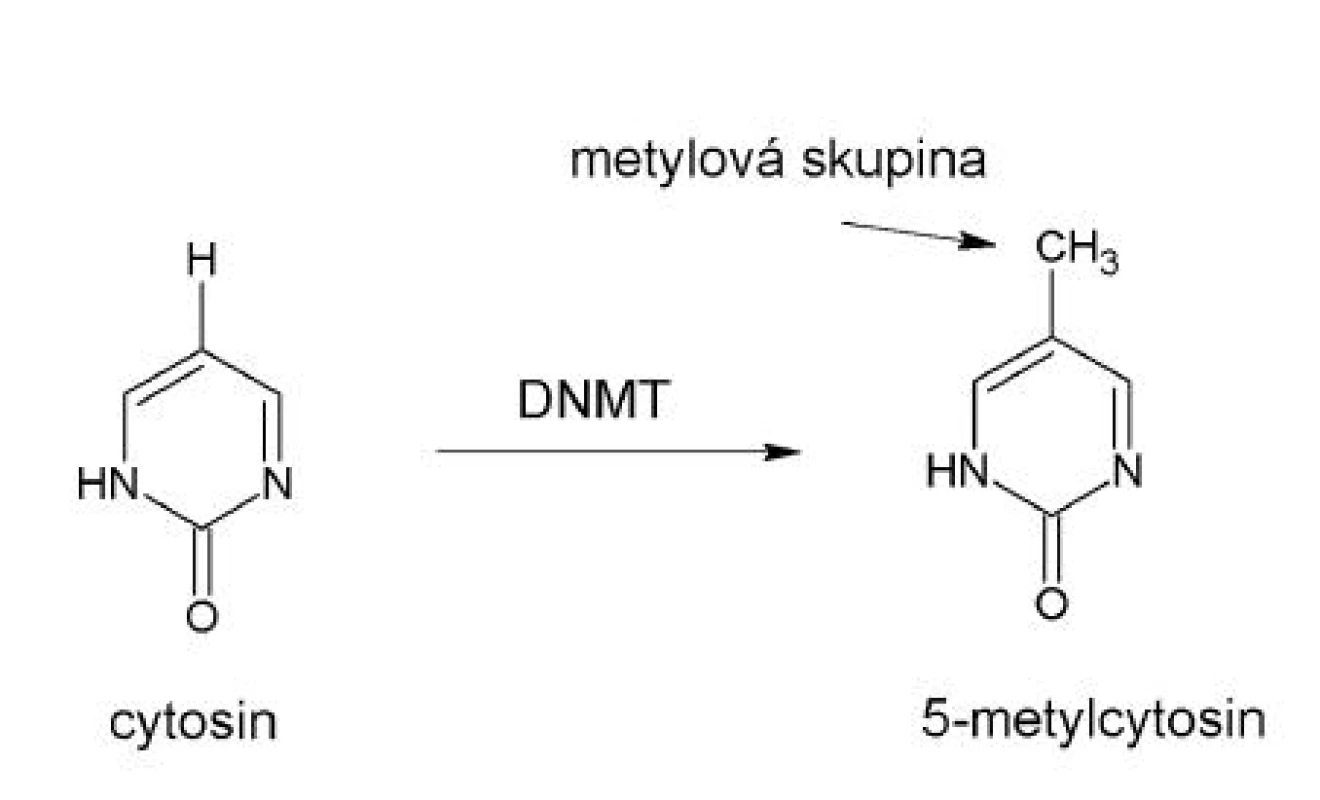 Metylace cytosinu