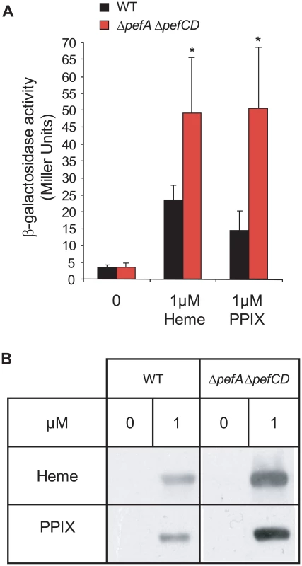 PPIX intracellular accumulation <i>in vivo</i>.
