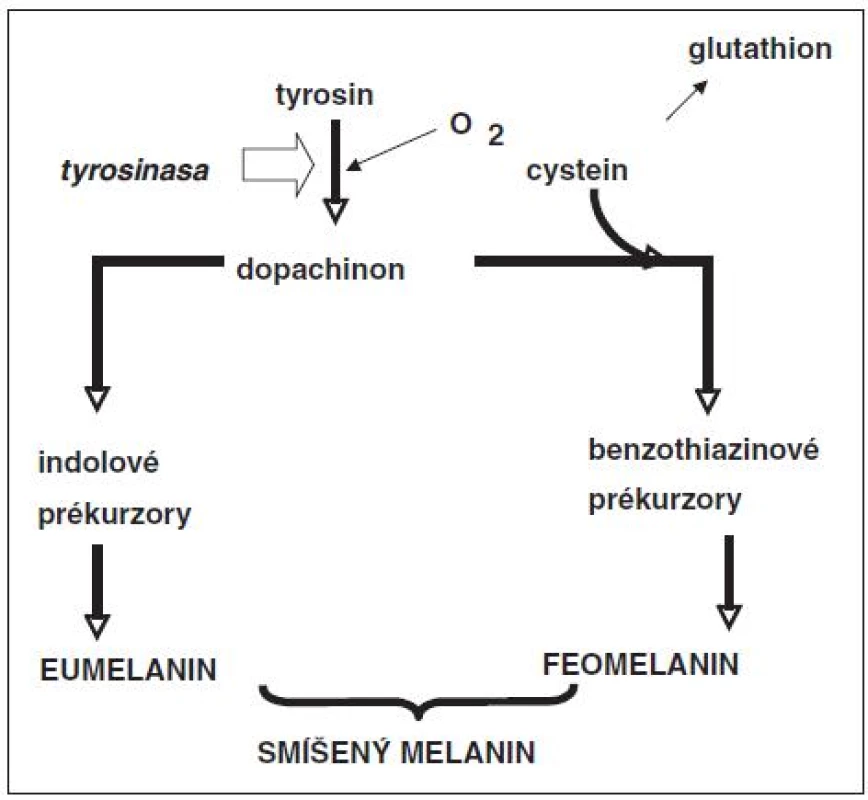 Zjednodušené schéma syntézy melaninu
Tvorba melaninu probíhá v melanozomech. Klíčovou reakcí je přeměna aminokyseliny tyrozinu na reaktivní dopachinon, který se dále metabolizuje dvěma směry. Reakcí s aminokyselinou cysteinem vznikají benzothiazinové prekurzory feomelaninu, které vzájemnou polymerizací poskytují světlejší (světlehnědý či červenozrzavý) feomelanin. Druhý metabolický směr se týká vzniku indolových sloučenin, která polymerizací poskytují tmavý eumelanin. Oba typy melaninu tvořií smíšený melanin. Podíl obou složek se liší podle barvy kůže. U lidí s tmavou kůží převažuje eumelanin a u lidí se světlou kůží feomelanin.