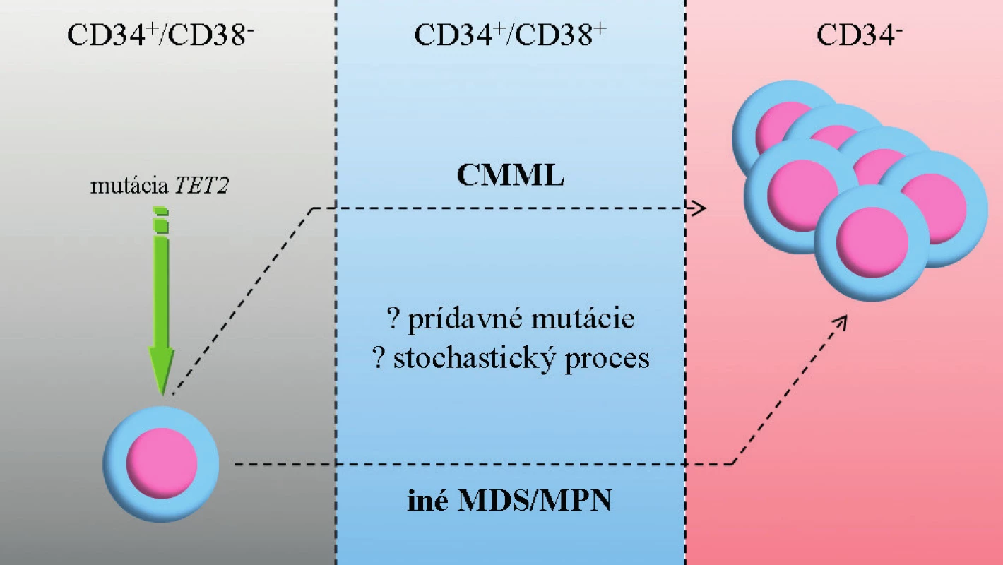 Zjednodušený model vzniku CMML a progresie do AML.