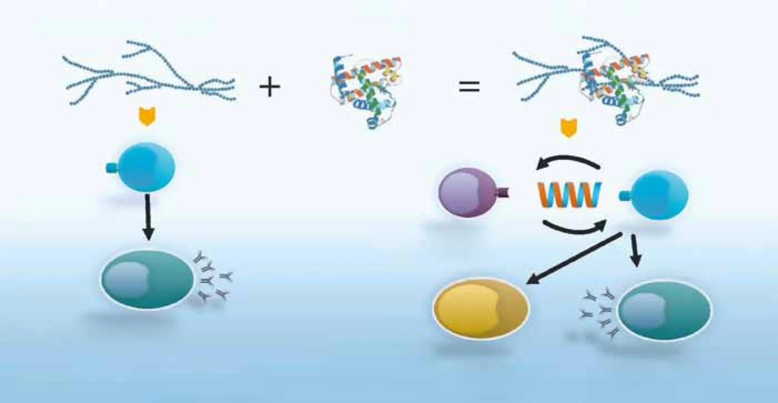 Rozdíl v imunitní odpovědi na polysacharidovou a konjugovanou vakcínu. Konjugace s bílkovinným nosičem vede k tvorbě protilátek s vysokou funkční aktivitou a k produkci paměťových B lymfocytů [3,4].
Fig. 1. The difference in immunologic response to polysaccharide and conjugate vaccine. Conjugation with protein carrier stimulates production of highly active antibodies as well as differentiation of memory B-cells [3,4].