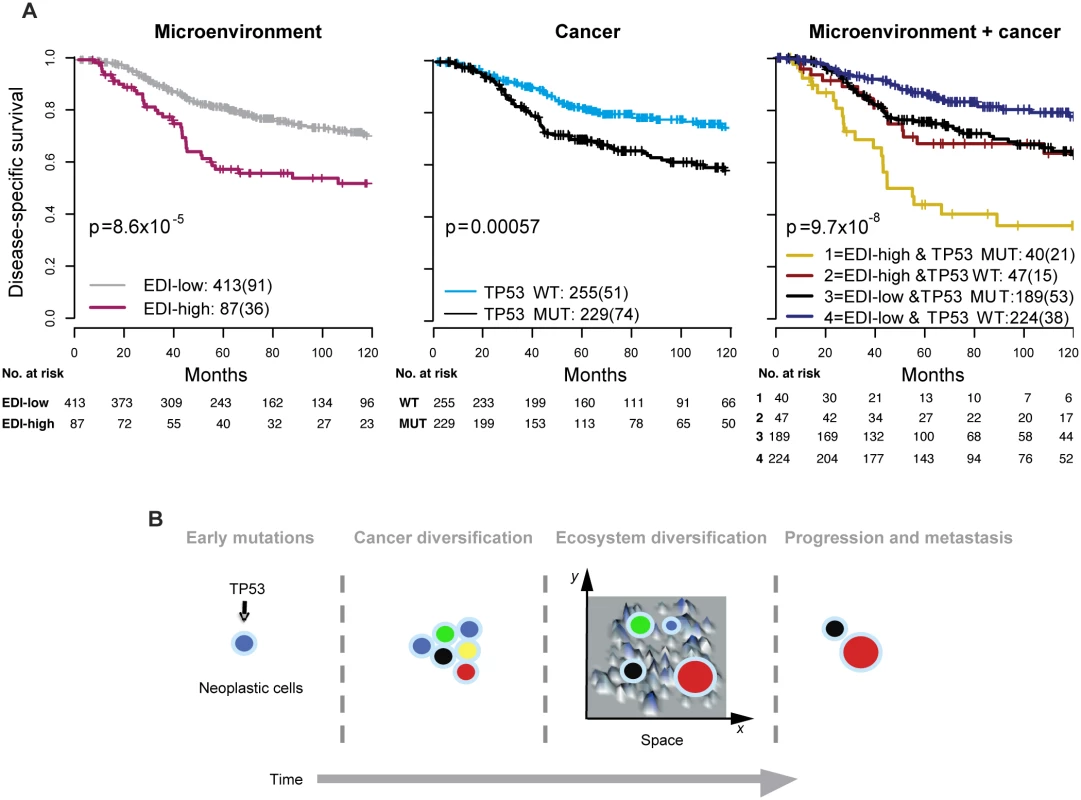 Accumulated prognostic value of microenvironmental heterogeneity and cancer <i>TP53</i> mutation in high-grade breast tumors.