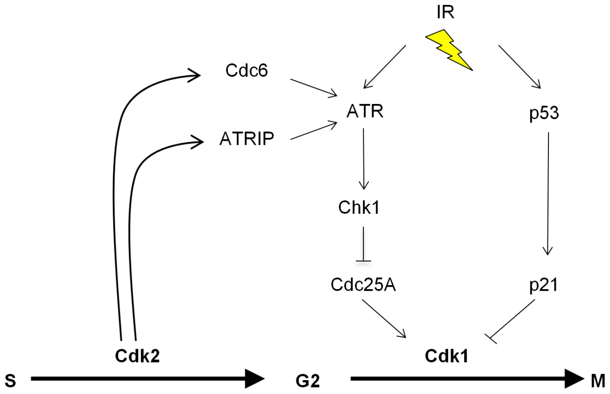 The proposed role of Cdk2 in the p53-independent regulation of Cdk1.